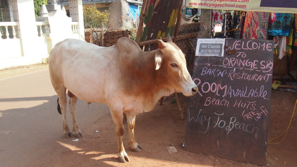 Ajurlife_india_camp_31